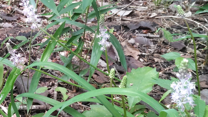 ツルボの花 横浜市旭区希望が丘水の森公園