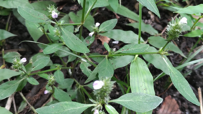 キツネノマゴの花 横浜市旭区希望が丘水の森公園