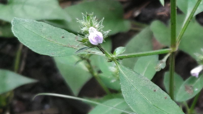 キツネノマゴの花 横浜市旭区希望が丘水の森公園