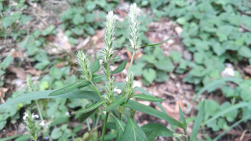 キツネノマゴの花 横浜市旭区希望が丘水の森公園