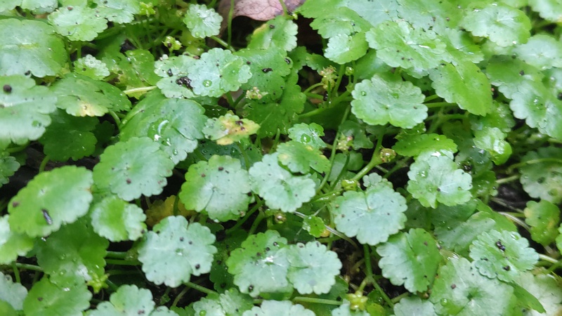 チドメクサ 横浜市旭区希望が丘水の森公園