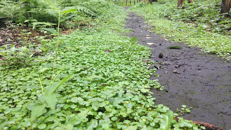 チドメクサ 横浜市旭区希望が丘水の森公園
