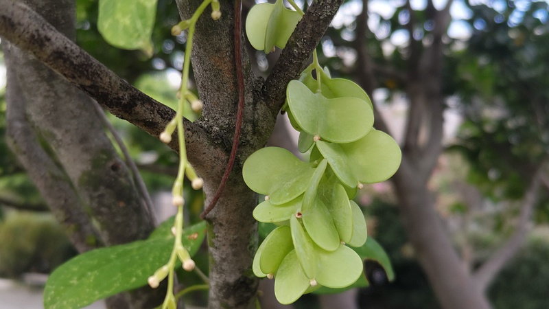 ヤマノイモの果実 横浜市旭区希望が丘水の森公園