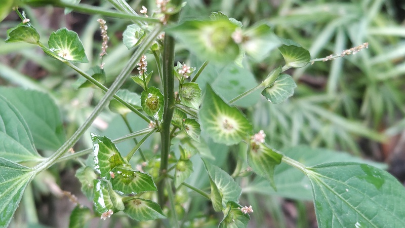 エノキグサの花 横浜市瀬谷区長屋門公園