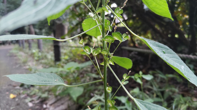 エノキグサの花 横浜市瀬谷区長屋門公園