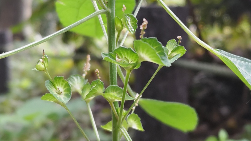エノキグサの花 横浜市瀬谷区長屋門公園