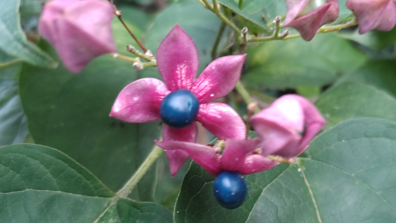 クサギの果実 横浜市瀬谷区長屋門公園