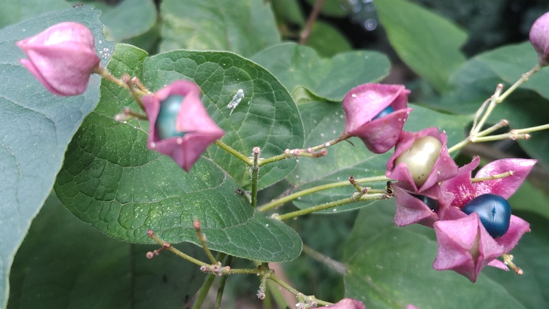 クサギの果実 横浜市瀬谷区長屋門公園