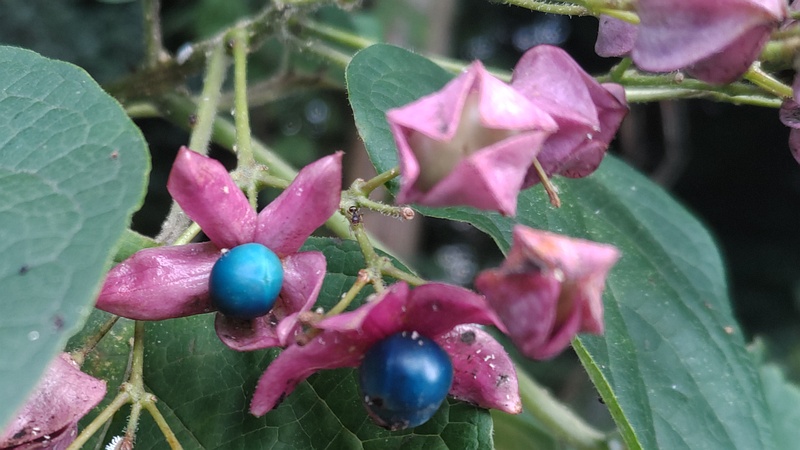 クサギの果実 横浜市瀬谷区長屋門公園