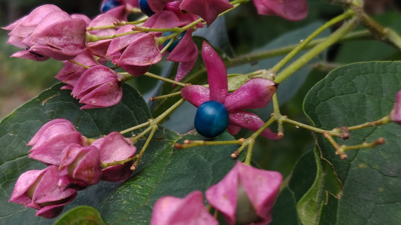 クサギの果実 横浜市瀬谷区長屋門公園
