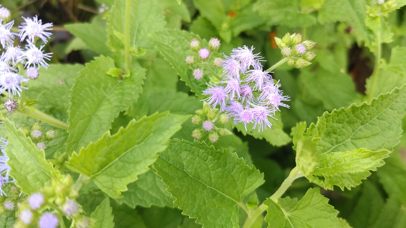 アオバナフジバカマの花 横浜市瀬谷区長屋門公園