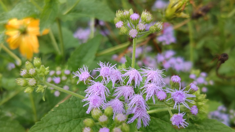 アオバナフジバカマの花 横浜市瀬谷区長屋門公園