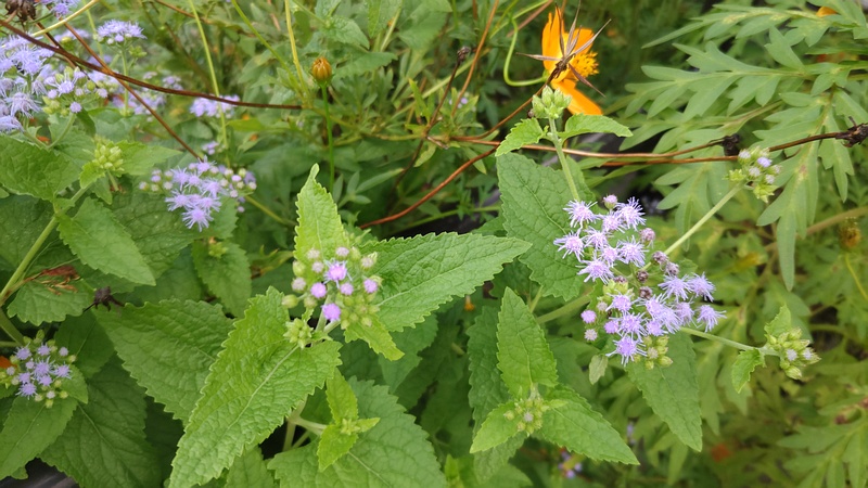 アオバナフジバカマの花 横浜市瀬谷区長屋門公園