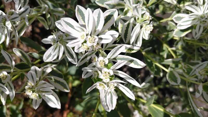 ハツユキソウの花 横浜市旭区今宿町