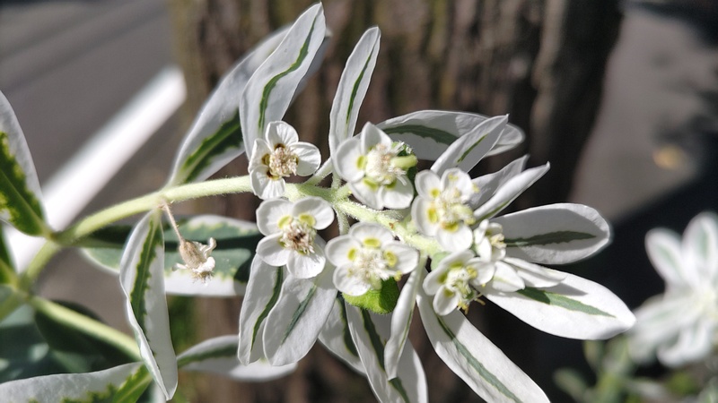 ハツユキソウの花 横浜市旭区今宿町