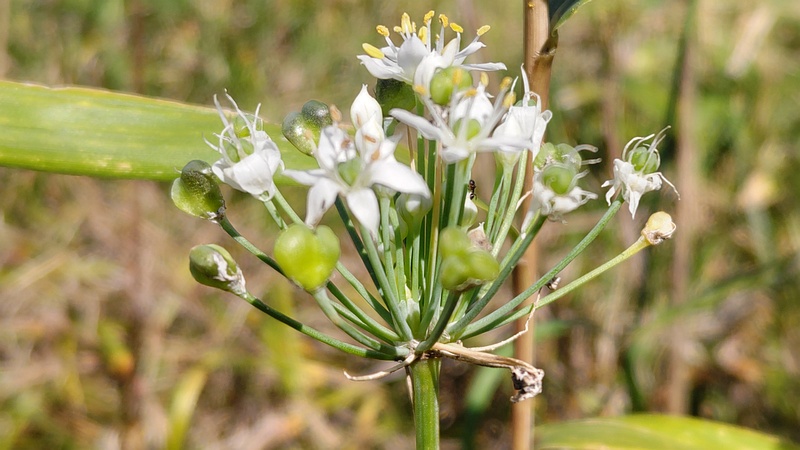ニラの花 横浜市旭区今宿南町