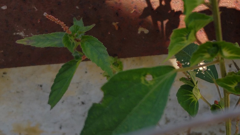 エノキグサ 横浜市旭区今宿南町