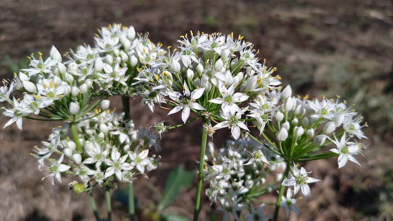 ニラの花 横浜市旭区今宿南町