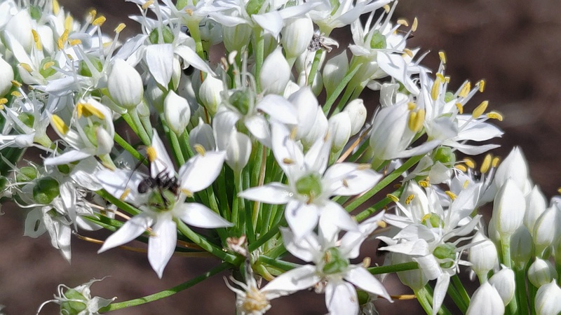 ニラの花 横浜市旭区今宿南町