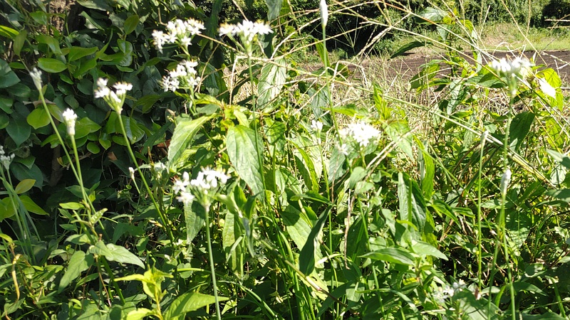 ニラの花 横浜市旭区今宿南町