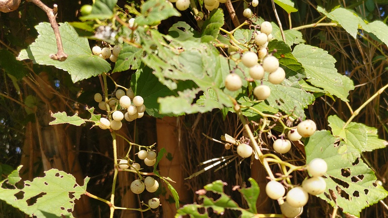 ノブドウの果実 横浜市旭区今宿南町
