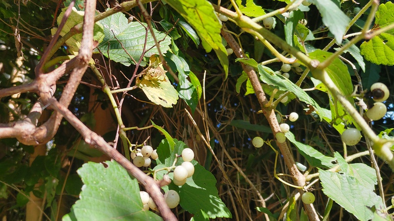 ノブドウの果実 横浜市旭区今宿南町