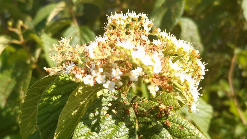 ガマズミの花 横浜市旭区今宿南町帷子川緑道