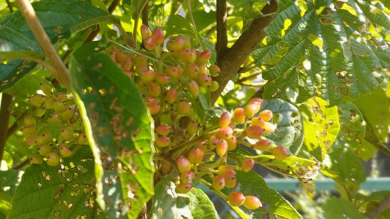 ガマズミの果実 横浜市旭区今宿南町帷子川緑道