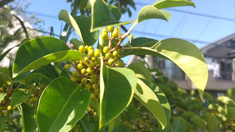 クロガネモチの果実 横浜市旭区今宿南町帷子川緑道