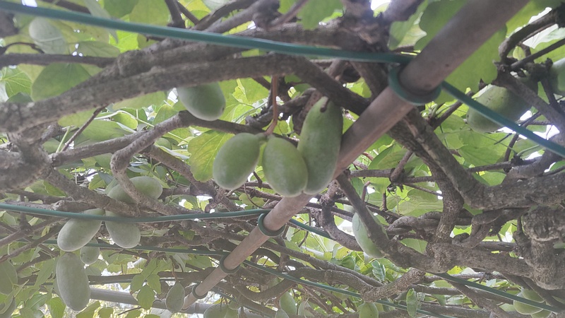 ミツバアケビの果実 横浜市旭区今宿南町