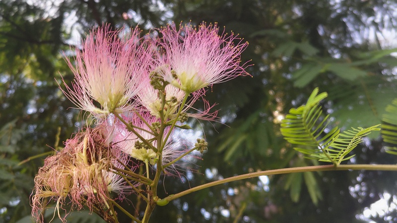 ネムノキの花 横浜市旭区今宿南町
