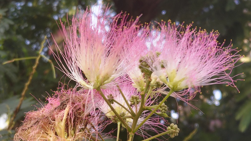 ネムノキの花 横浜市旭区今宿南町
