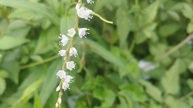 ヤナギタデの花 横浜市旭区今宿南町