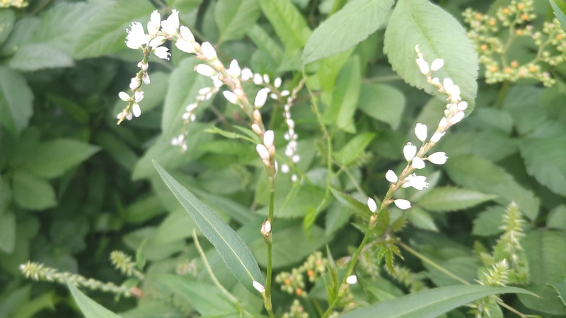 ヤナギタデの花 横浜市旭区今宿南町
