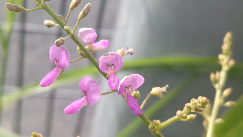 アレチヌスビトハギの花 川崎市幸区さいわいふるさと公園