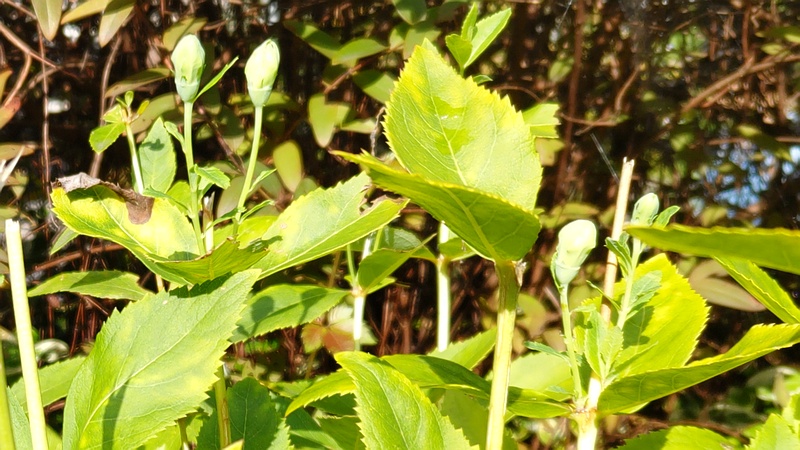 キキョウの蕾 川崎市幸区さいわいふるさと公園
