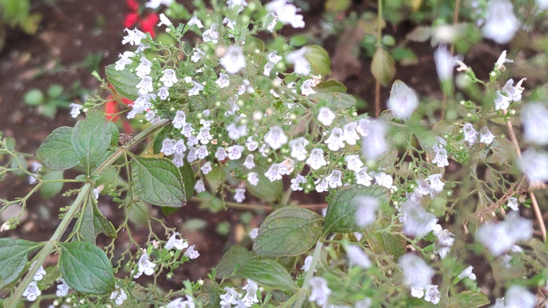 カラミントの花 川崎市幸区さいわいふるさと公園
