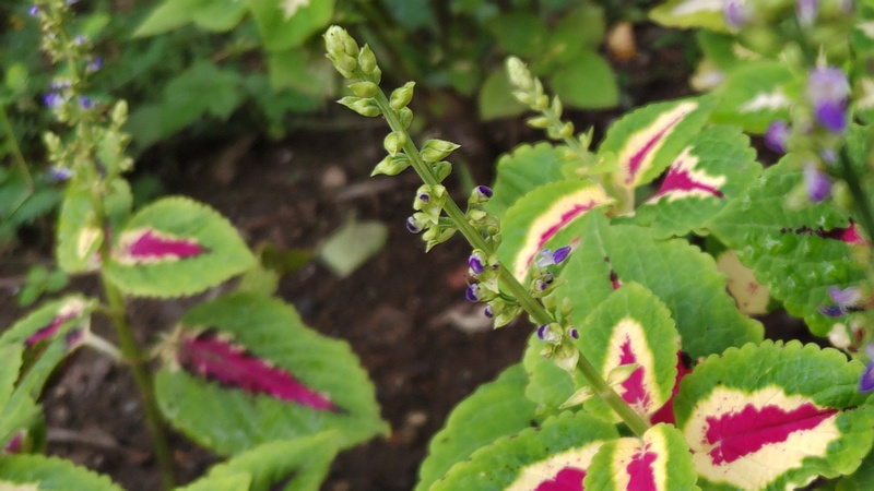 キンランジソの花 川崎市幸区さいわいふるさと公園
