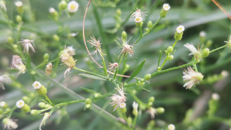 ヒメムカシヨモギの花 川崎市幸区さいわいふるさと公園