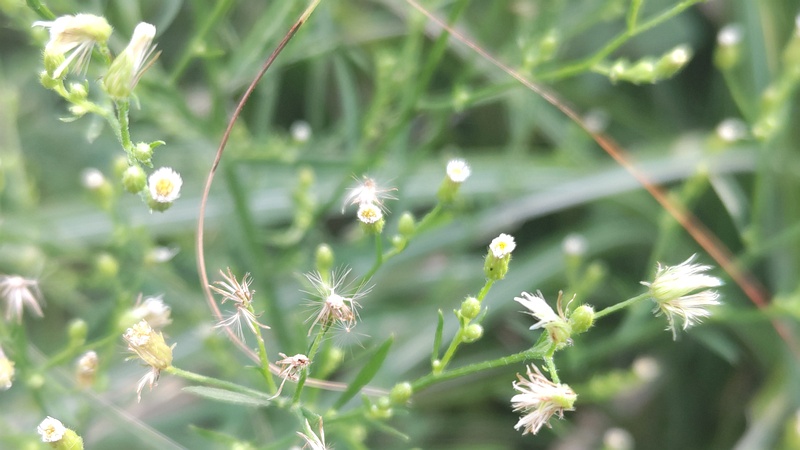 ヒメムカシヨモギの花 川崎市幸区さいわいふるさと公園