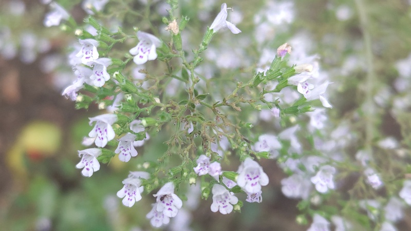 カラミントの花 川崎市幸区さいわいふるさと公園