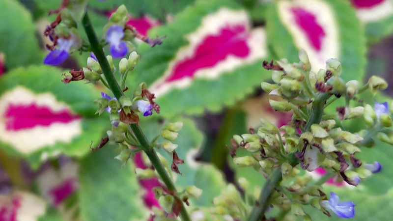 キンランジソの花 川崎市幸区さいわいふるさと公園