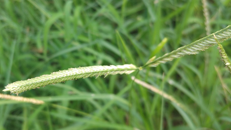 オヒシバの花 川崎市幸区さいわいふるさと公園
