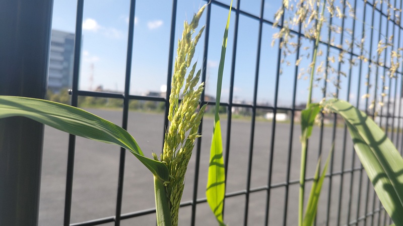 セイバンモロコシの蕾 川崎市幸区さいわいふるさと公園