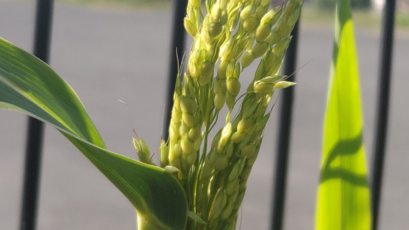 セイバンモロコシの蕾 川崎市幸区さいわいふるさと公園