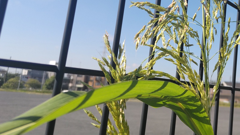 セイバンモロコシの蕾 川崎市幸区さいわいふるさと公園