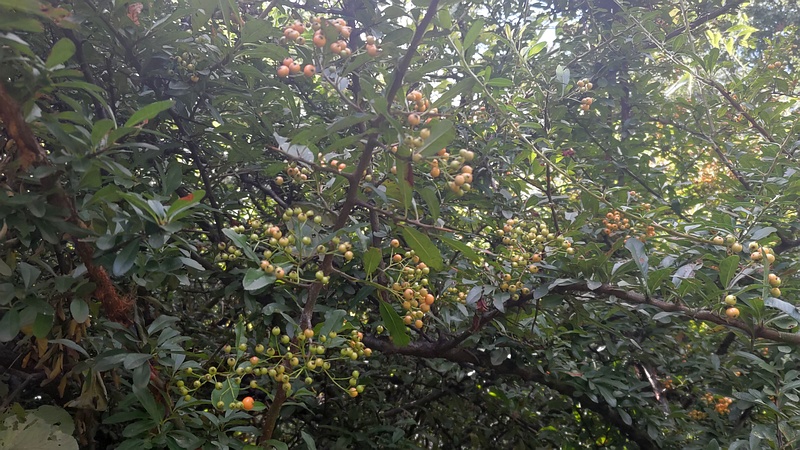 タチバナモドキの果実 川崎市幸区さいわいふるさと公園