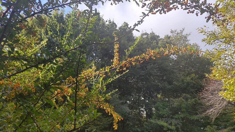 タチバナモドキの果実 川崎市幸区さいわいふるさと公園