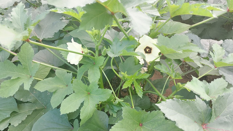 オクラの花 川崎市幸区さいわいふるさと公園
