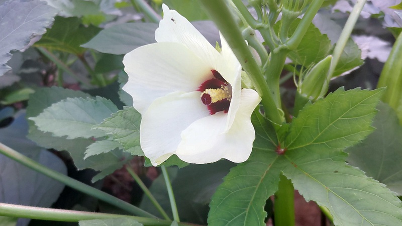 オクラの花 川崎市幸区さいわいふるさと公園